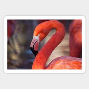 Flamingo Sticker